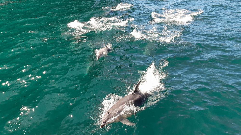 Kaikoura Dolphin Swim