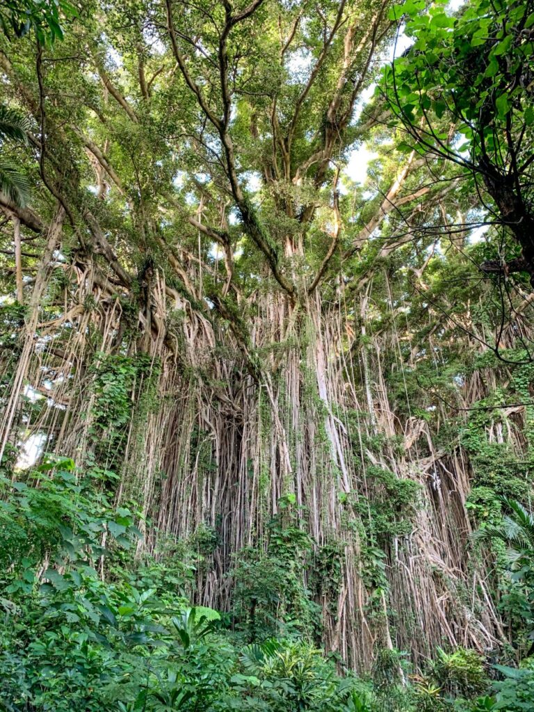 Giant banyan tree