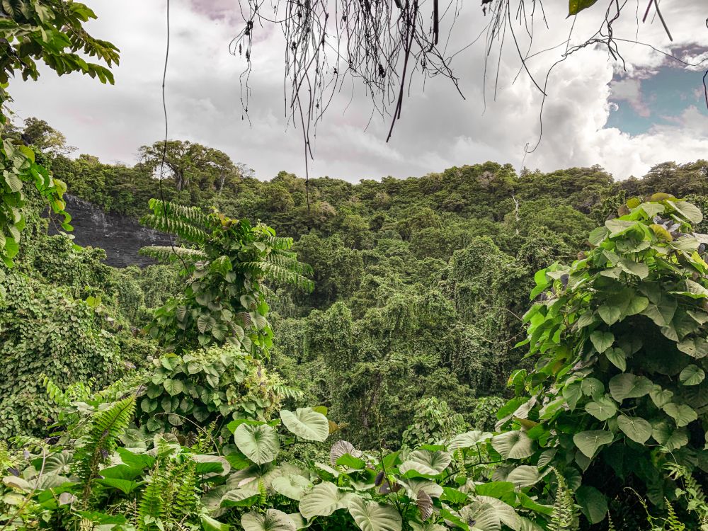 Tafua Rainforest Preserve